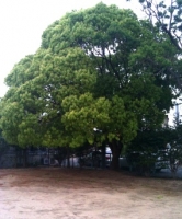 tree1.jpg